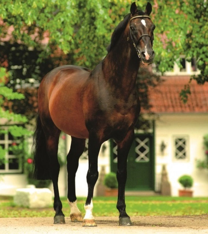 Caretino - Stallion